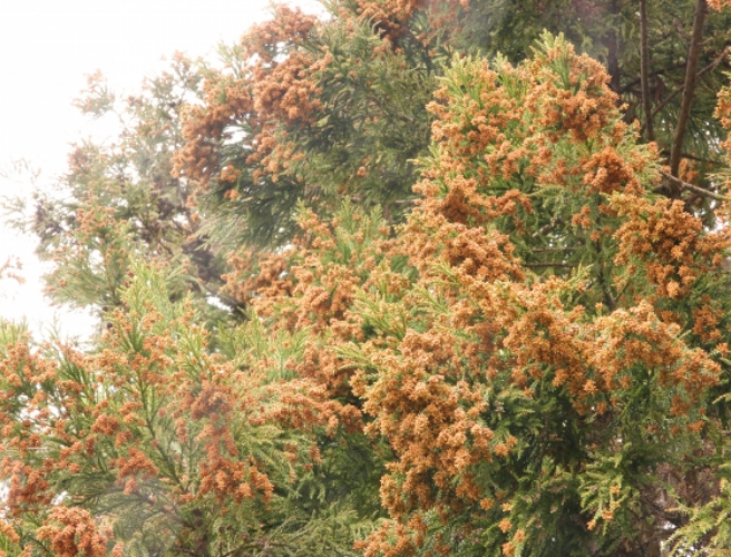 通年性アレルギー性結膜炎