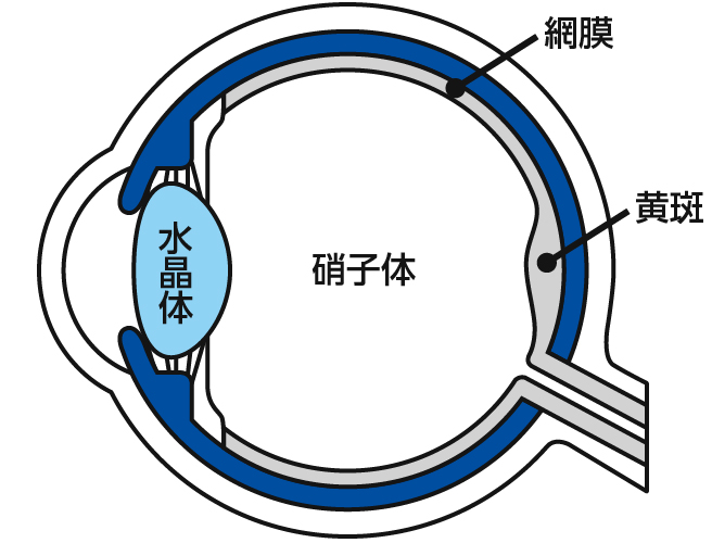 硝子体と網膜について