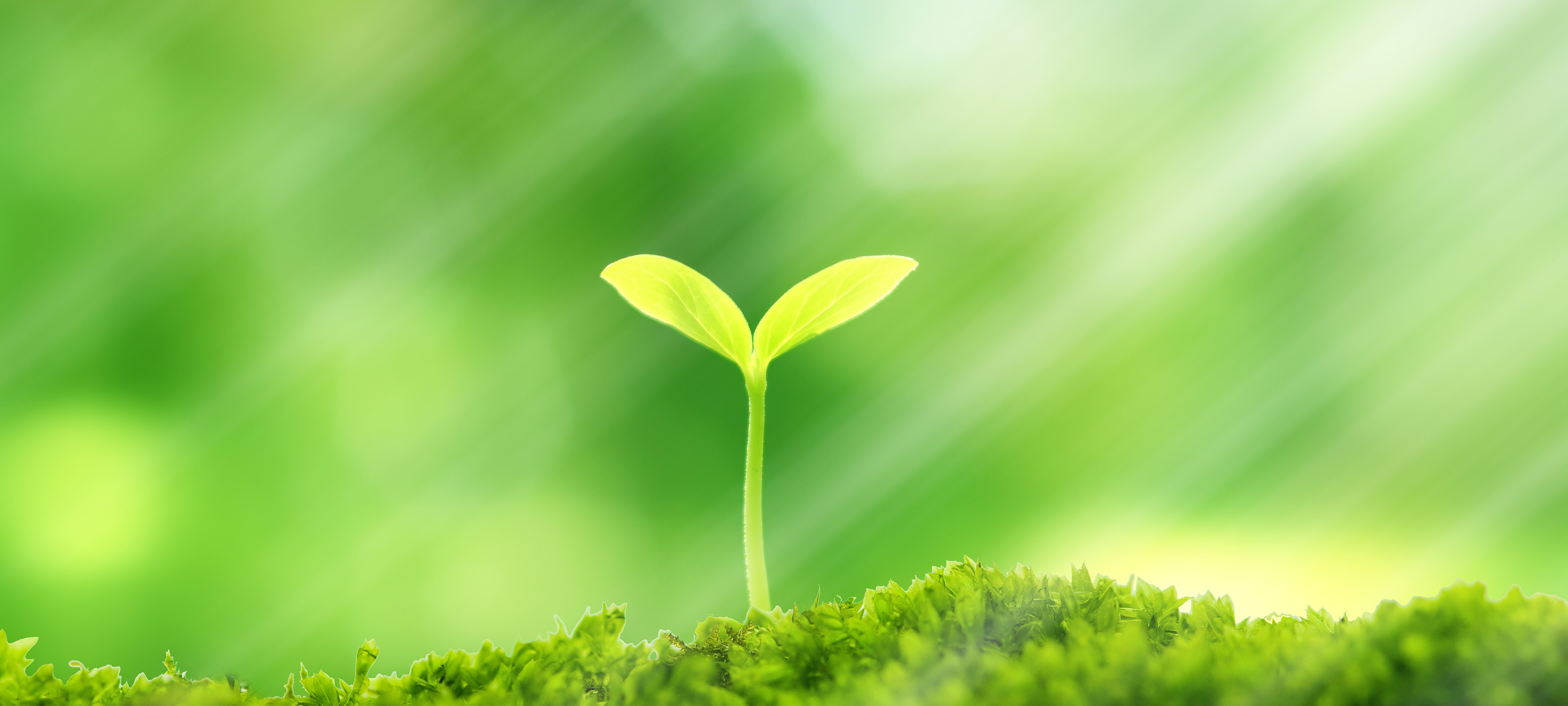 2025年12月初旬八千代新井眼科開院